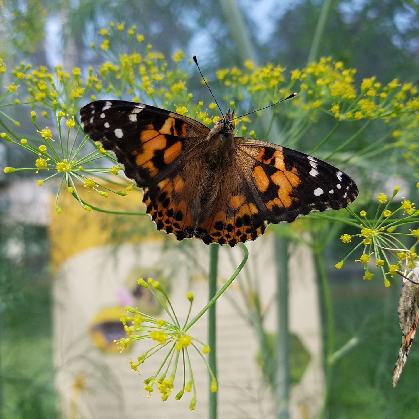 Painted Lady.jpg